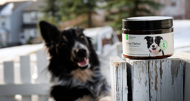 Pet Nutritionis Supplementum